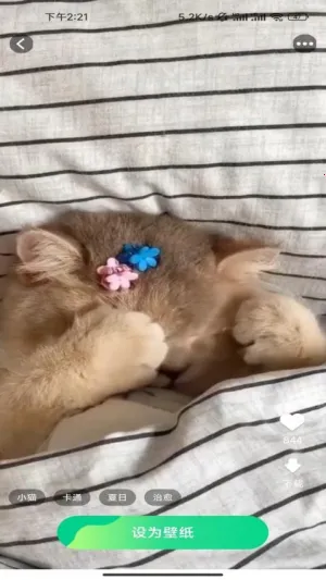 精选趣美壁纸最新手机版v1.5.2.2 官方正版