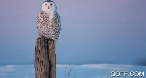 ���б�ֽ�����ֻ���