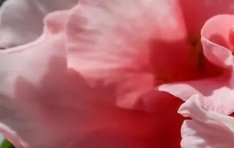 ������ֽ(��ֽ��������)