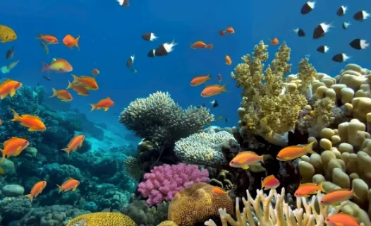 С�����ֽ2026�ٷ�����