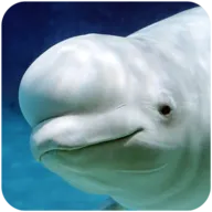 �׾�ģ����2026�ٷ����°汾v1.0.1 �ٷ�����