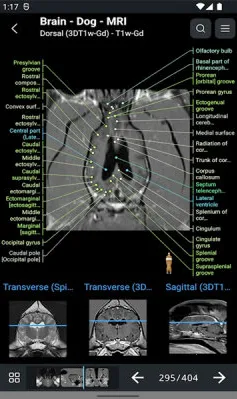 vet Anatomy