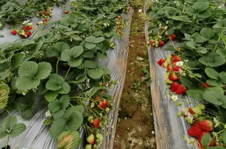 �й�ũ���ƹ㰲׿���ֻ���