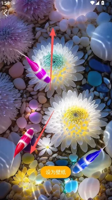 锦鲤金鱼壁纸安卓版手机版