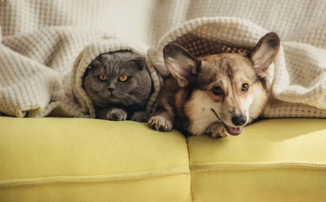 爱宠记2026官方最新版本 爱宠记2026官方最新版本