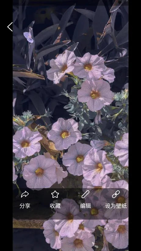 自制壁纸最新手机版v1.1 安卓版
