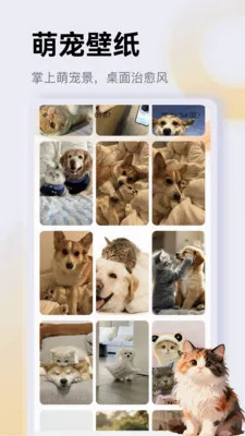治愈猫咪app2026最新版本v1.4 手机版